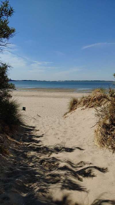 Die wunderschöne Welt mit Hund.-Beitrag-Bild