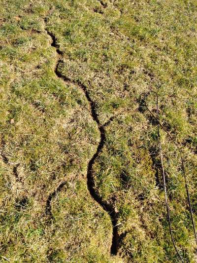 Die wunderschöne Welt mit Hund.-Beitrag-Bild