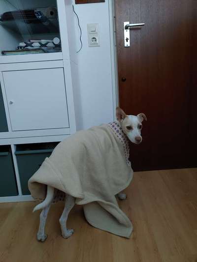 Podencomischling oder Podenco-Beitrag-Bild