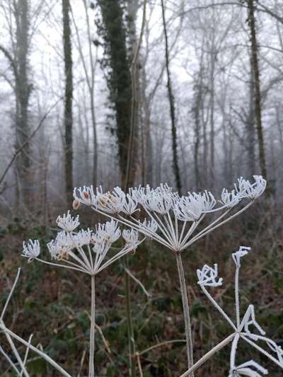 Die wunderschöne Welt mit Hund.-Beitrag-Bild