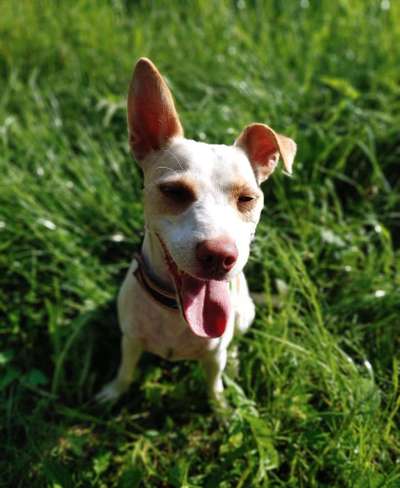 Dein Hund im Dogorama-Kalender 2021-Beitrag-Bild