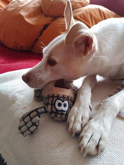 Zeig dein Hund mit seinem Lieblingsspielzeug-Beitrag-Bild