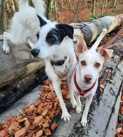 Hund und Beruf-Beitrag-Bild