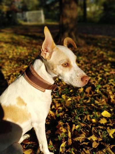 Die Dogorama Kalender Challenge Teil 1/4-Beitrag-Bild