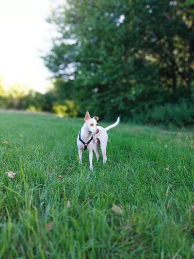 Dein Hund im Dogorama-Kalender 2021-Beitrag-Bild