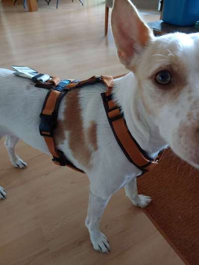 Podencomischling oder Podenco-Beitrag-Bild