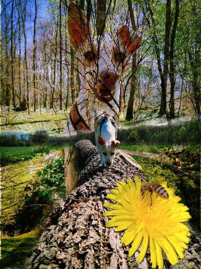 Photomontagen mit Hund-Beitrag-Bild