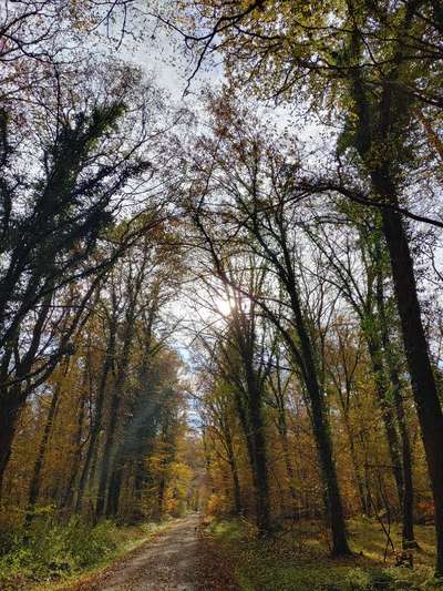 Die wunderschöne Welt mit Hund.-Beitrag-Bild
