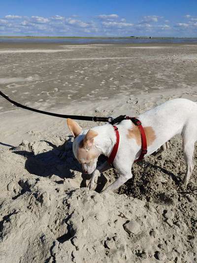 Challenge 41 - Mein Hund im Urlaub-Beitrag-Bild