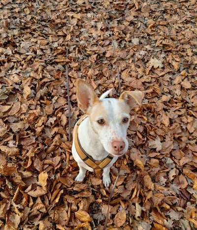 12. Farben Foto Challenge --- Braun-Beitrag-Bild