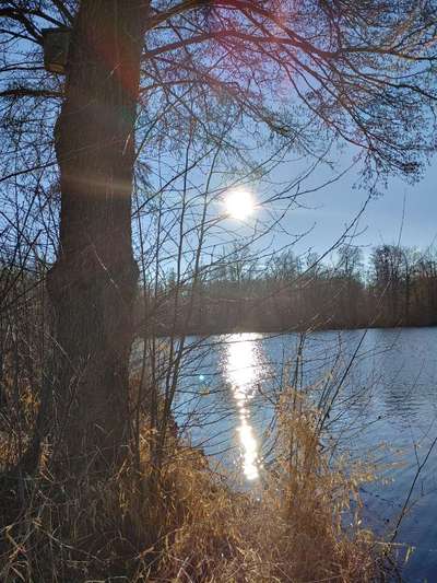 Die wunderschöne Welt mit Hund.-Beitrag-Bild