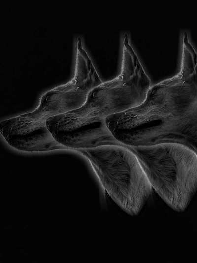 Photomontagen mit Hund-Beitrag-Bild