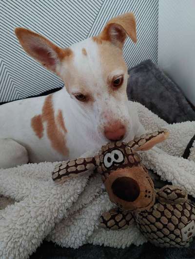 Der Lieblingsplüschi eures Vierbeiners-Beitrag-Bild