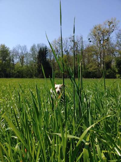 Hund und Natur-Beitrag-Bild