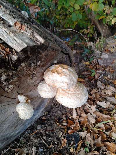 Die wunderschöne Welt mit Hund.-Beitrag-Bild