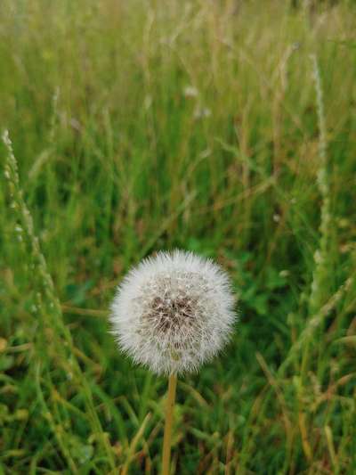 Die wunderschöne Welt mit Hund.-Beitrag-Bild