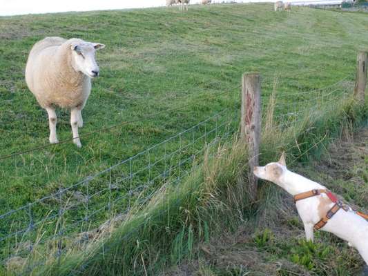 Fotochallenge Nr. 51 "Euer Hund mit anderen Tieren"-Beitrag-Bild