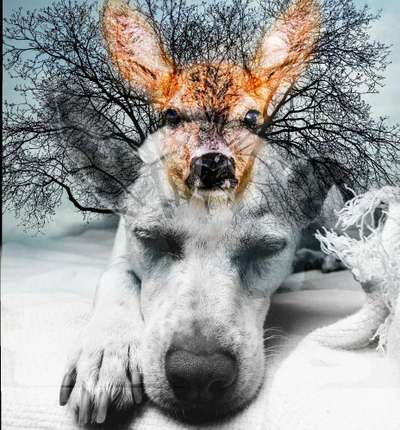 Photomontagen mit Hund-Beitrag-Bild