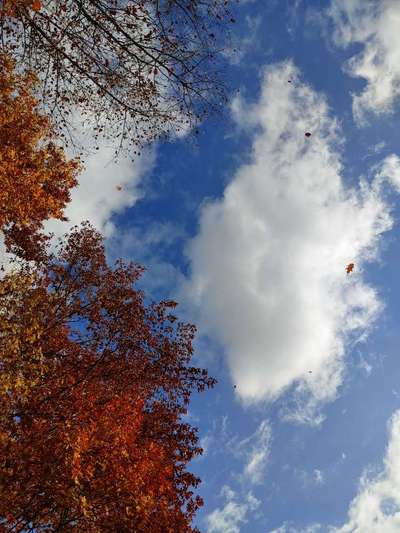 Die wunderschöne Welt mit Hund.-Beitrag-Bild