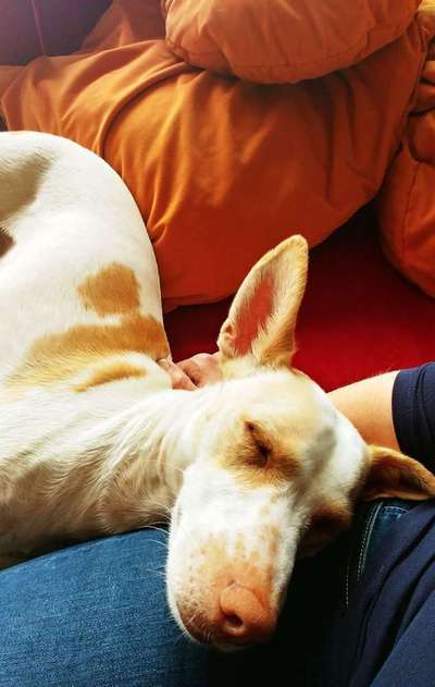 Schmusebilder-Beitrag-Bild