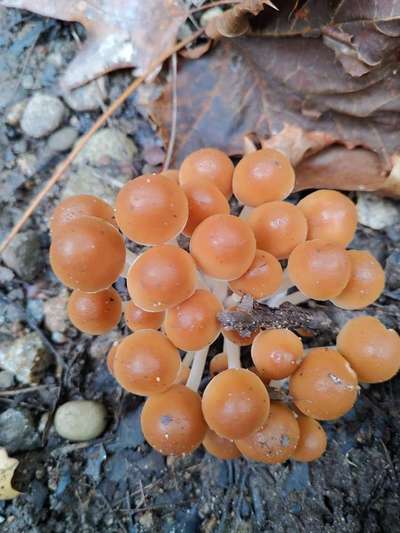 Die wunderschöne Welt mit Hund.-Beitrag-Bild