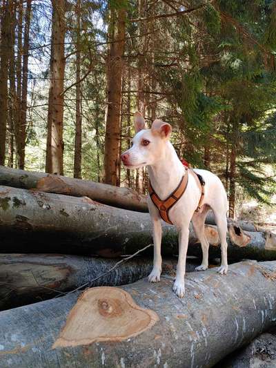 Hund und Natur-Beitrag-Bild