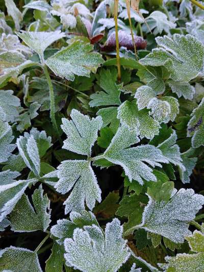 Die wunderschöne Welt mit Hund.-Beitrag-Bild