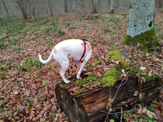 Hier ist der Spaßthread. Zum Schmunzeln und Kaputtlachen-Beitrag-Bild