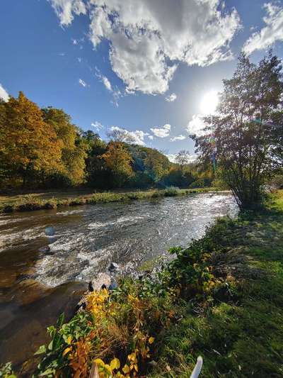 Die wunderschöne Welt mit Hund.-Beitrag-Bild