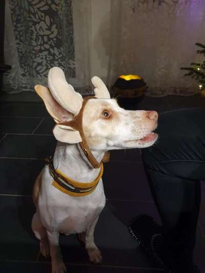 Hier ist der Spaßthread. Zum Schmunzeln und Kaputtlachen-Beitrag-Bild