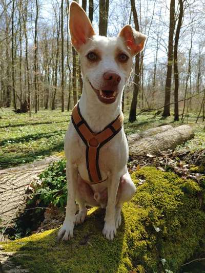 Hund und Natur-Beitrag-Bild