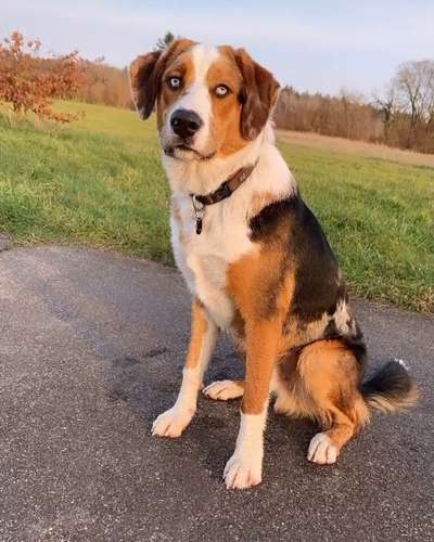 Australian Shepherd Mix-Beitrag-Bild