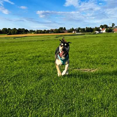 Hundetreffen-ausreichende Gassirunde-Bild
