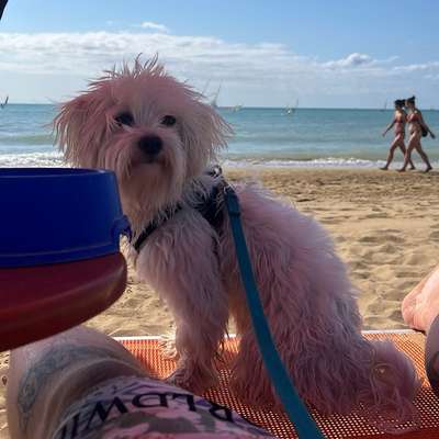 Hundetreffen-Spielpartner gesucht-Bild