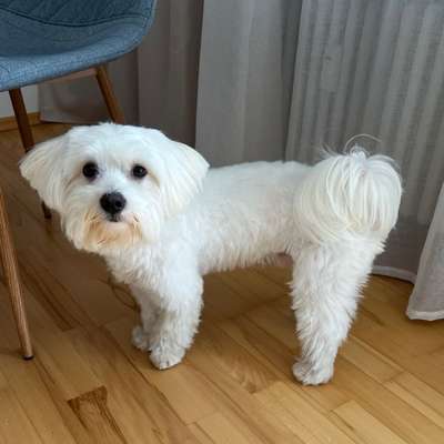 Hundetreffen-Spielpartner gesucht-Bild