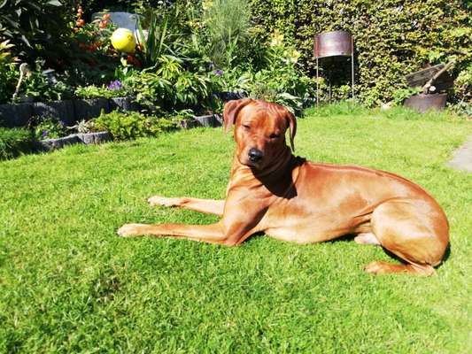 Rhodesian Ridgeback Ruhrgebiet-Beitrag-Bild