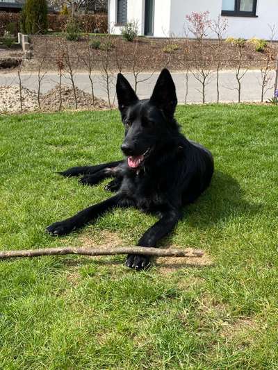 Alles rund um den Schäferhund, diskutieren erwünscht.-Beitrag-Bild