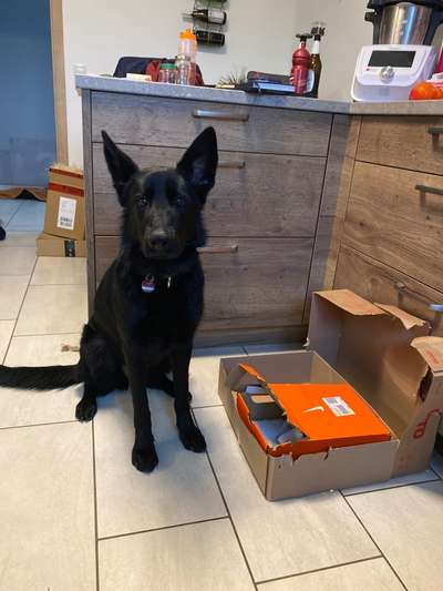 Alles rund um den Schäferhund, diskutieren erwünscht.-Beitrag-Bild