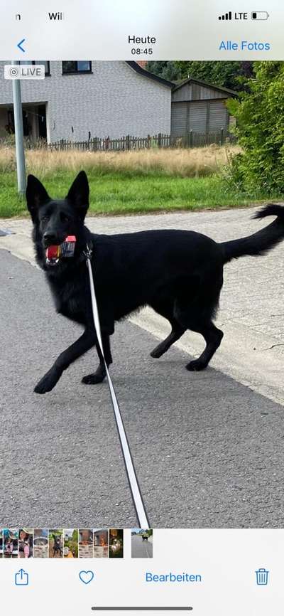 Alles rund um den Schäferhund, diskutieren erwünscht.-Beitrag-Bild