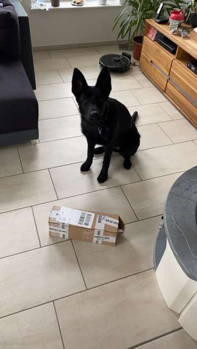 Alles rund um den Schäferhund, diskutieren erwünscht.-Beitrag-Bild