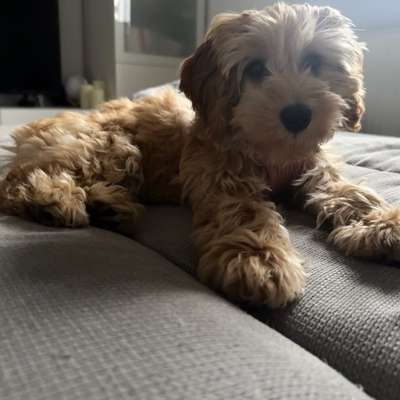 Hundetreffen-Gassi treffen-Bild