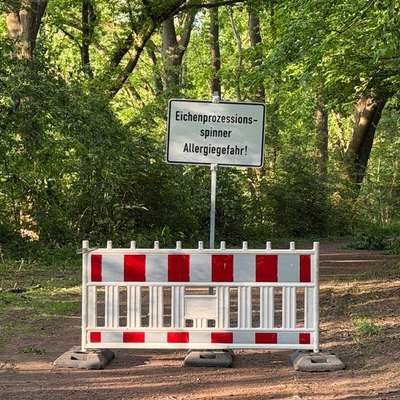 Giftköder-Eichenprozessionsspinner-Bild