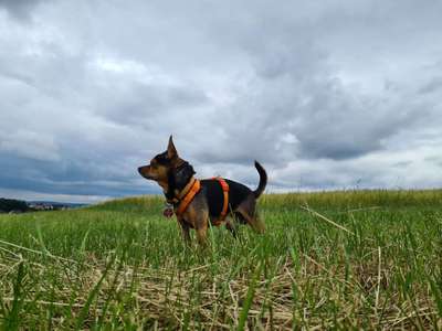 Foto's und Hundemodels-Beitrag-Bild