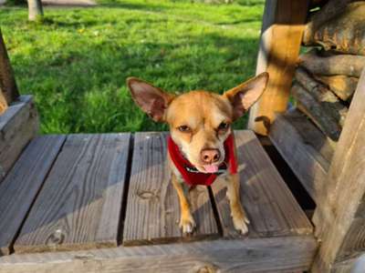 Foto's und Hundemodels-Beitrag-Bild