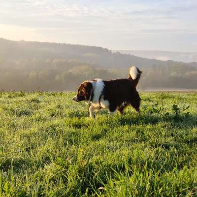 Hundetreffen-Gassi gehen-Bild