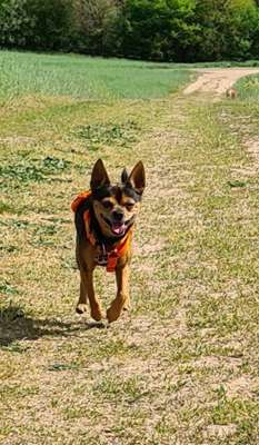 Foto's und Hundemodels-Beitrag-Bild