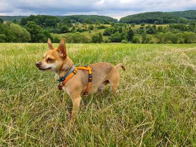 Foto's und Hundemodels-Beitrag-Bild