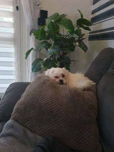 TierschutzhundeStammtisch🐕-Beitrag-Bild