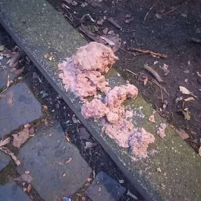 Giftköder-Ausgelegtes Fleisch. Giftköder?-Bild