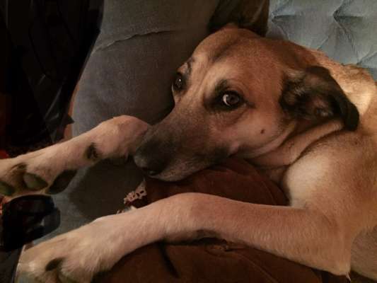 Die Dogorama Kalender Challenge Titelbild-Beitrag-Bild